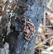 Image of Octoglena bivirgatum Wood 1864