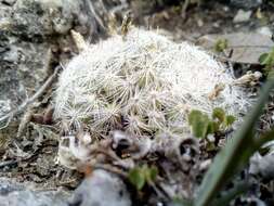 Image of Mammillaria candida Scheidw.