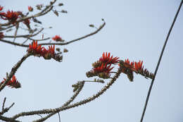 Erythrina stricta Roxb. resmi