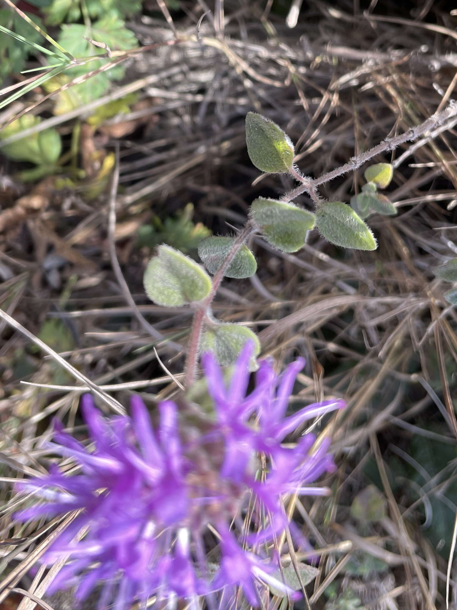 Image de Monardella villosa subsp. villosa