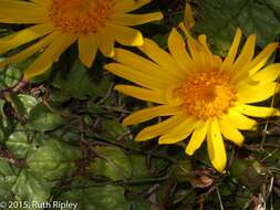 Image of Senecio condimentarius Cabrera