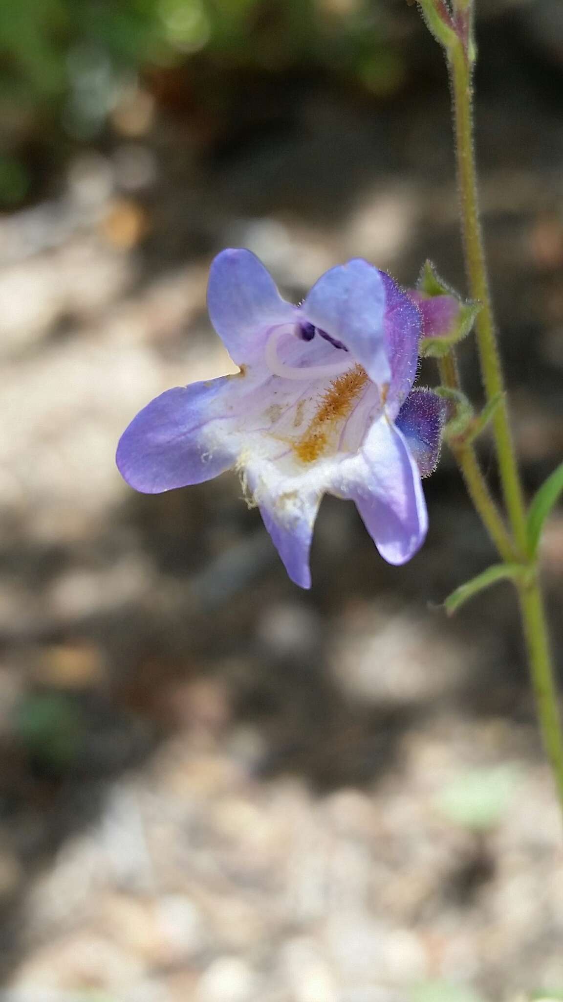 Image of Apache beardtongue