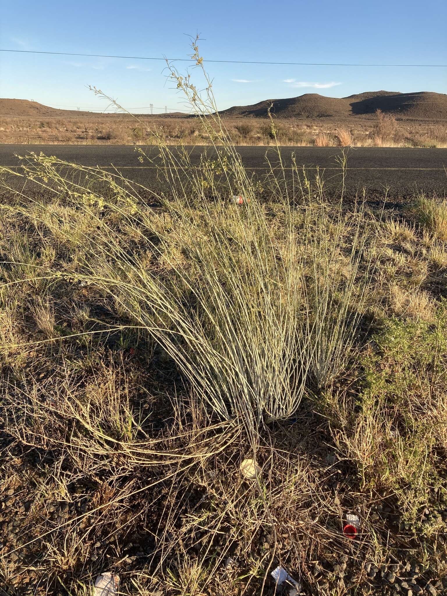 Sivun Gomphocarpus filiformis (E. Mey.) D. Dietr. kuva