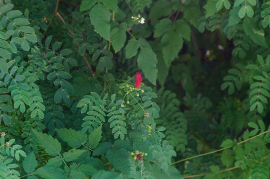 Image of Schott's stickpea