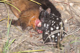 Image of quoll