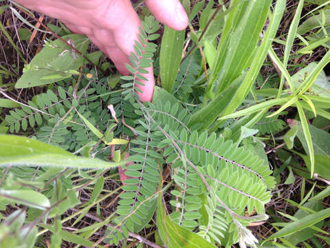 Image of leadplant