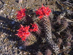 Imagem de Mammillaria poselgeri Hildm.