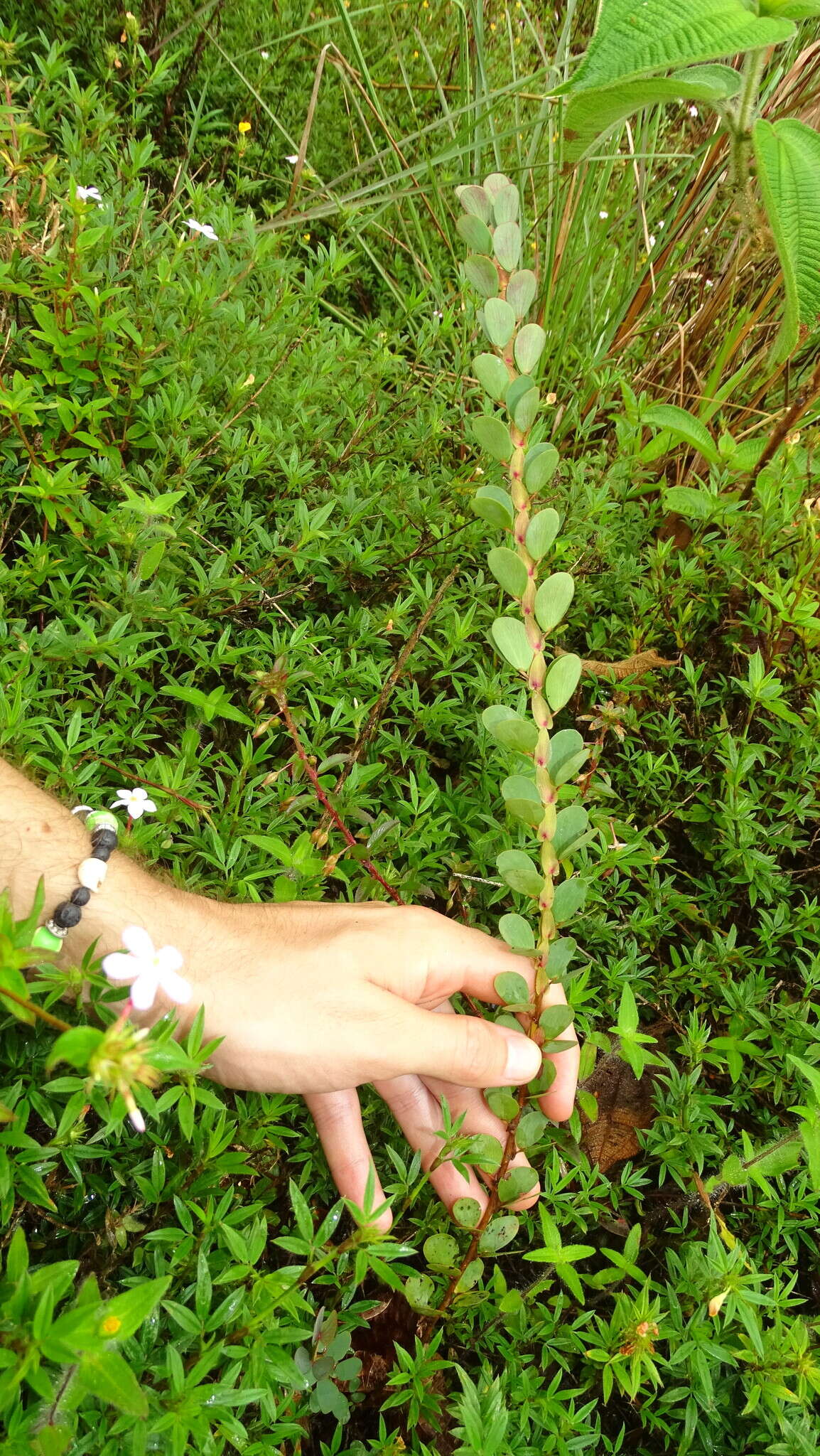 Image of Two-Leaf Sensitive-Pea