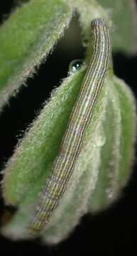 Image of Whitney's Underwing Moth