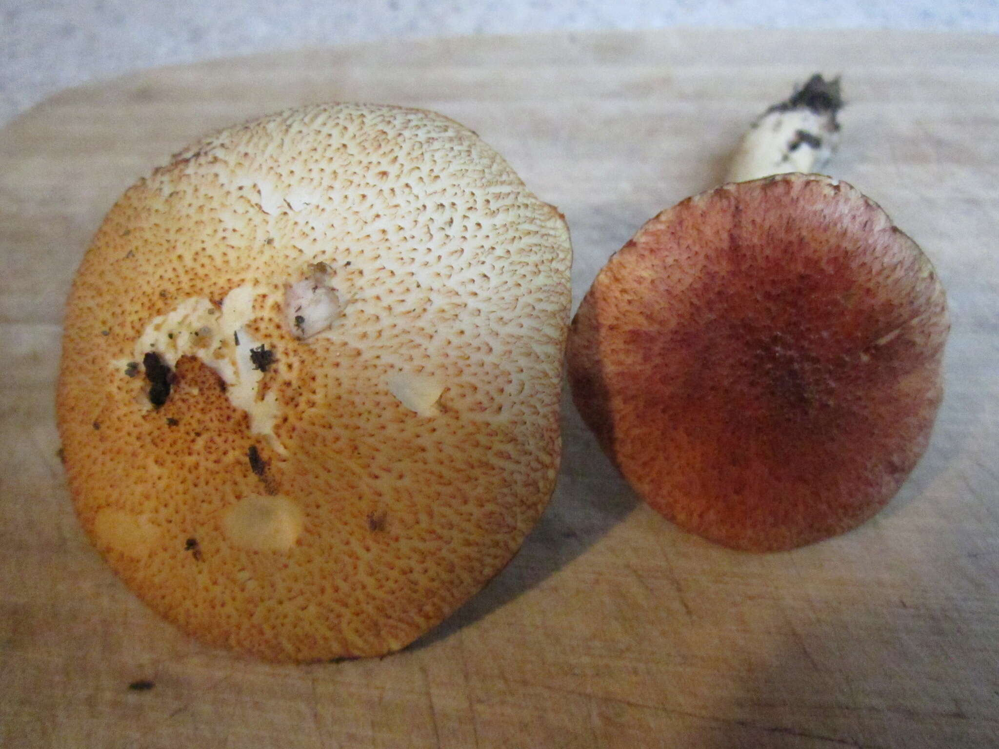 Image of Gymnopilus thiersii M. T. Seidl 1989