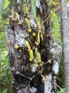 Image of Bulbophyllum humblotii Rolfe