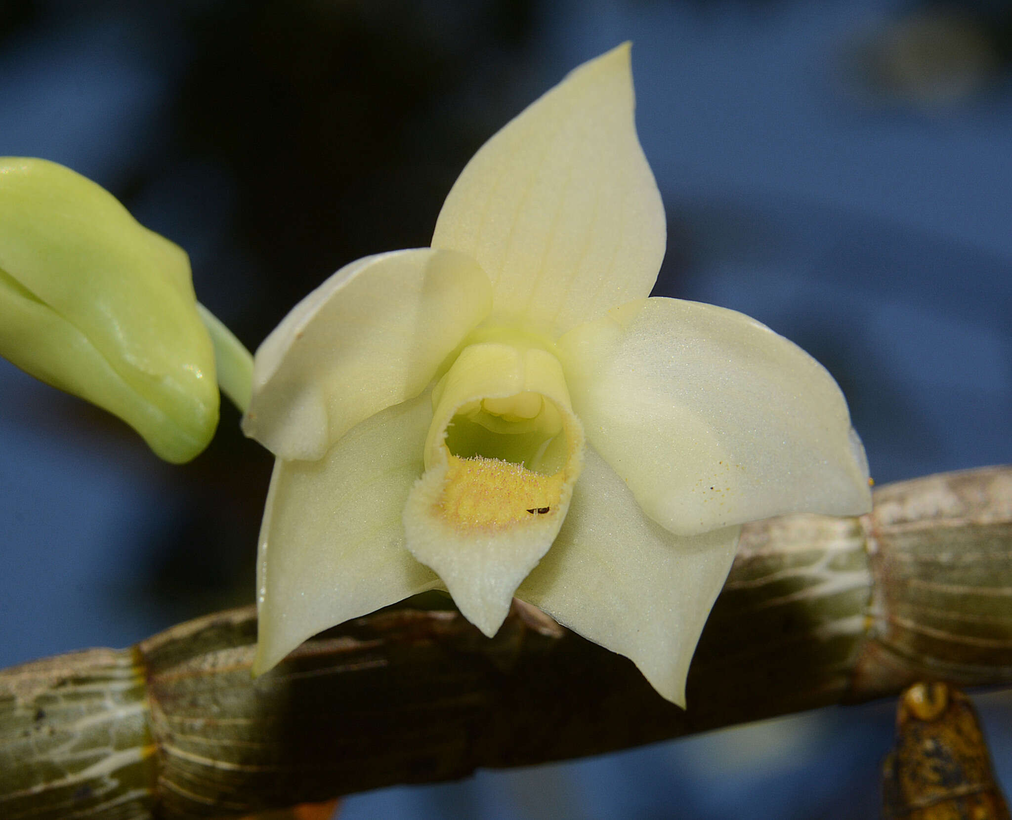 Imagem de Dendrobium aqueum Lindl.