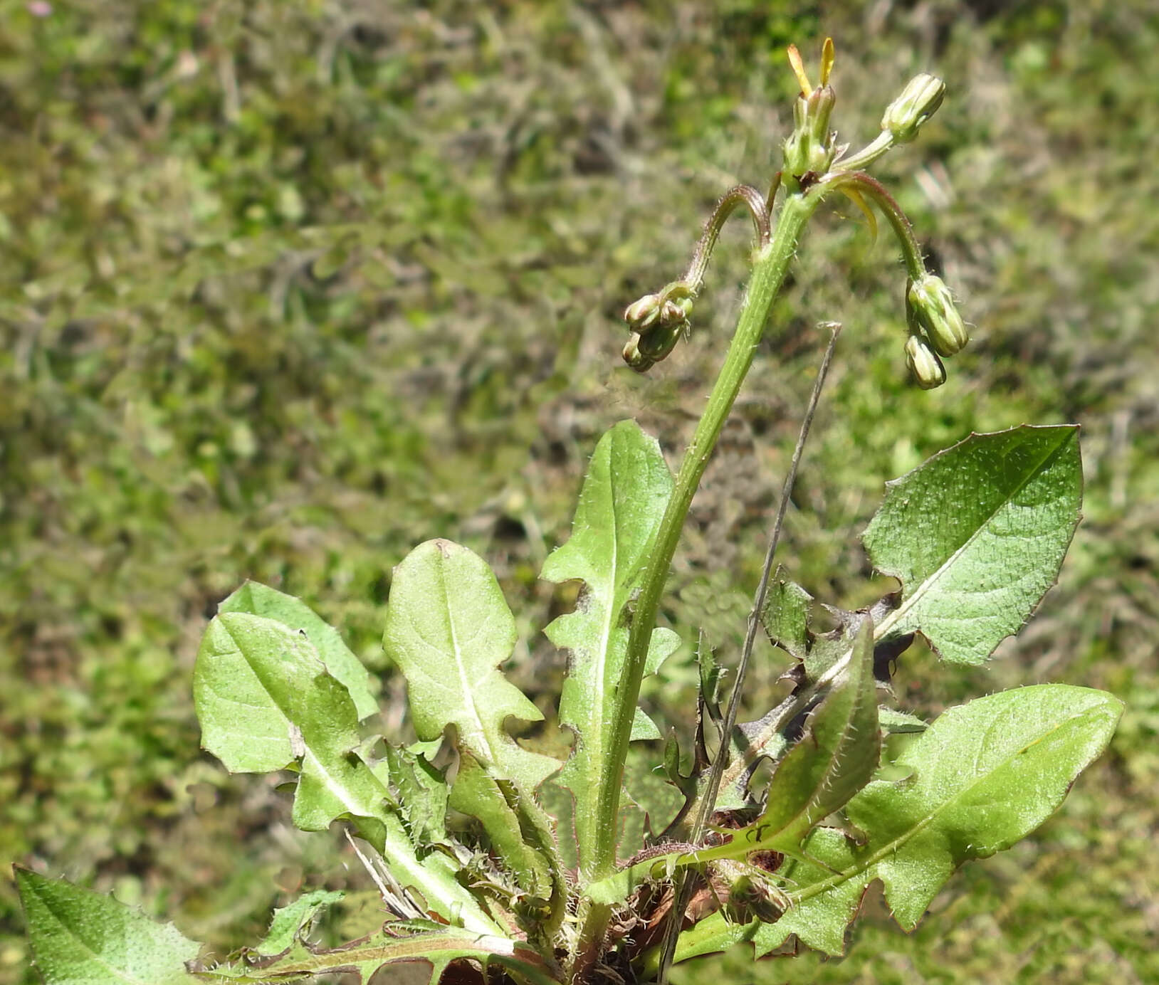 Image of striped hawksbeard