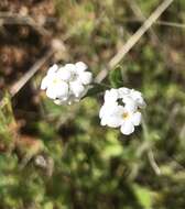 Plancia ëd Plagiobothrys nothofulvus (A. Gray) A. Gray