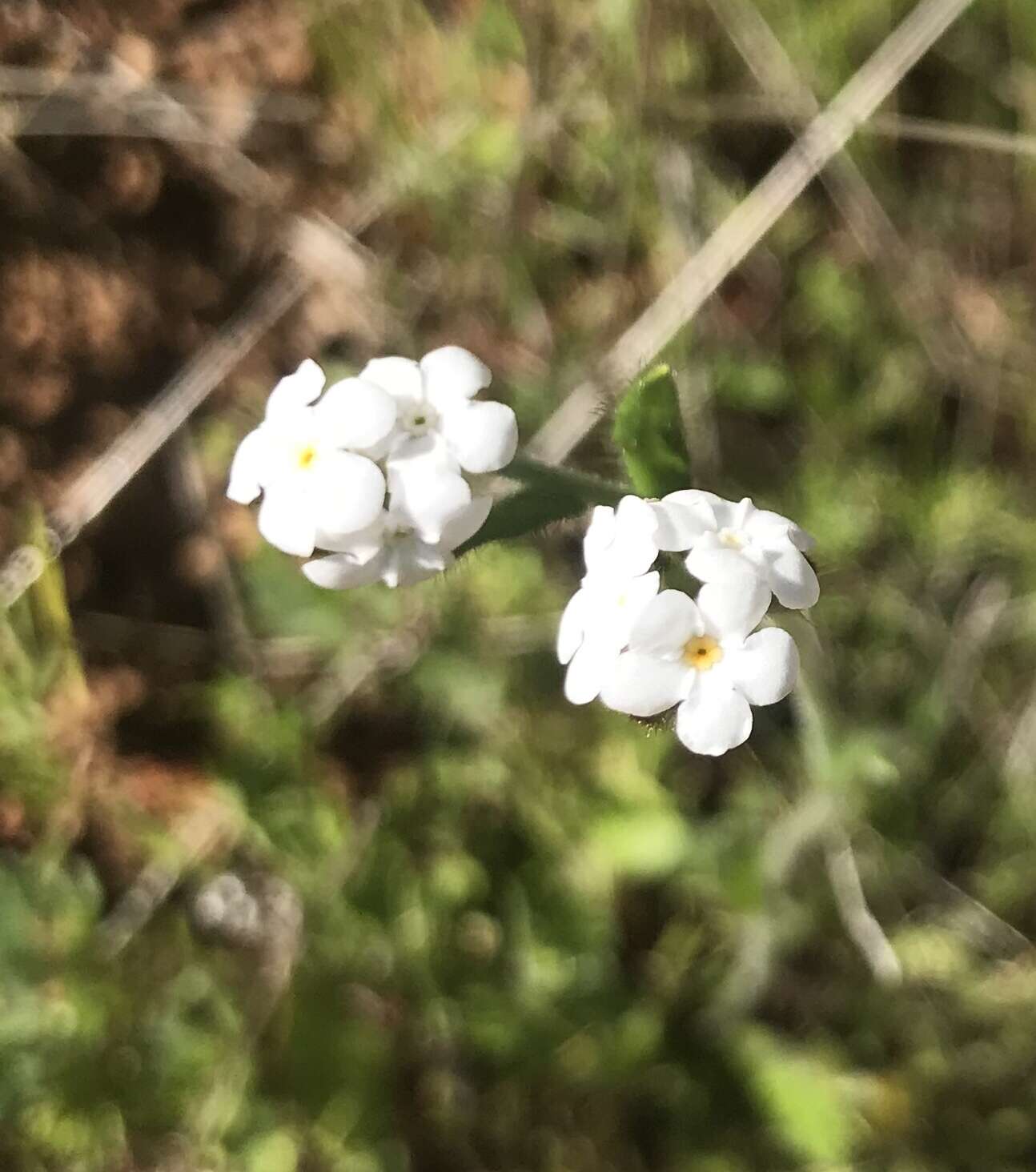 Plancia ëd Plagiobothrys nothofulvus (A. Gray) A. Gray