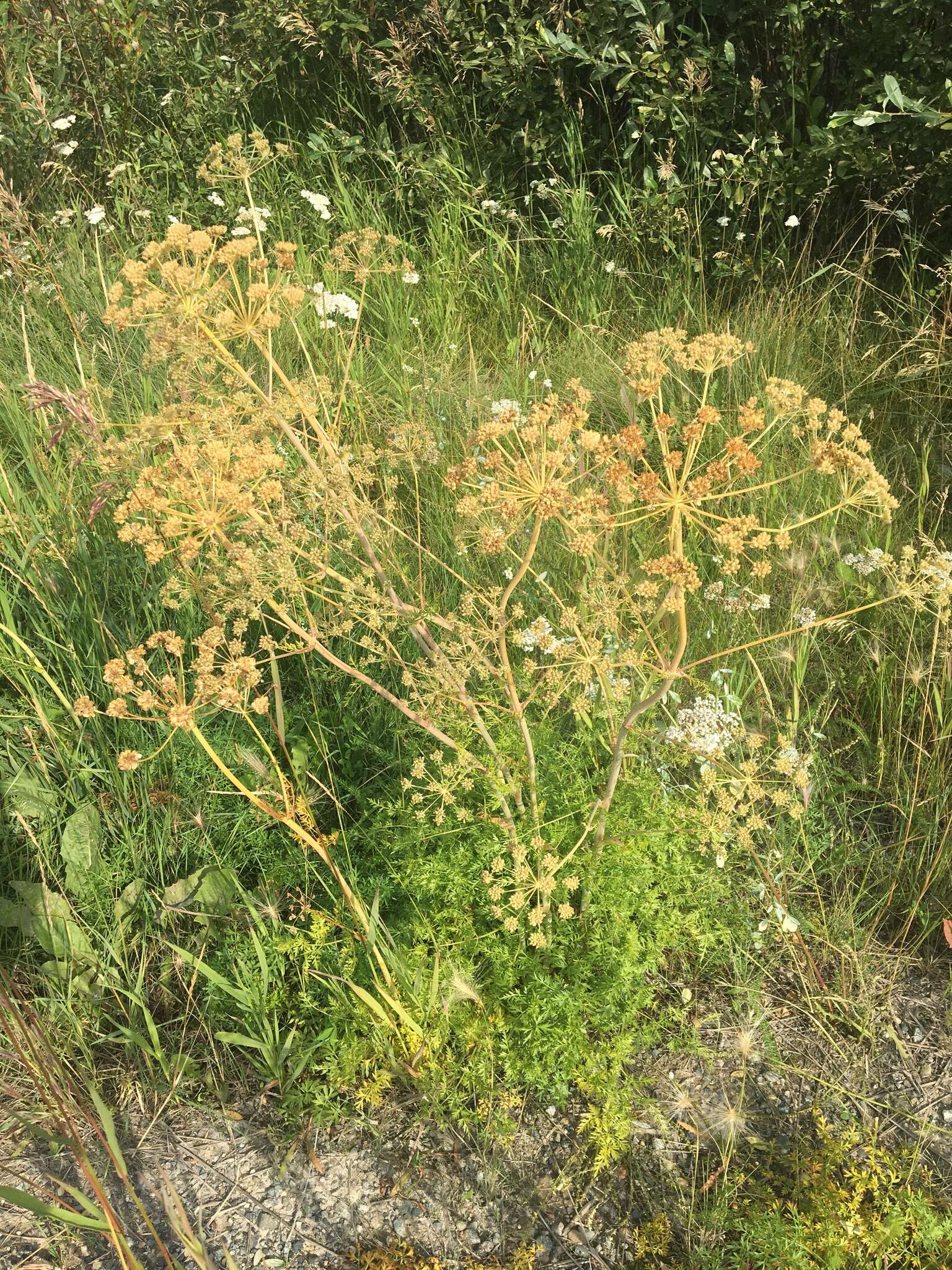 Image of Jakutsk snowparsley