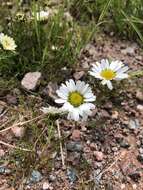 Image of false mayweed