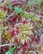 Sphagnum angermanicum Melin 1919的圖片