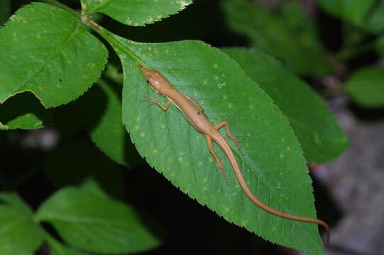 Image of Green grass lizard