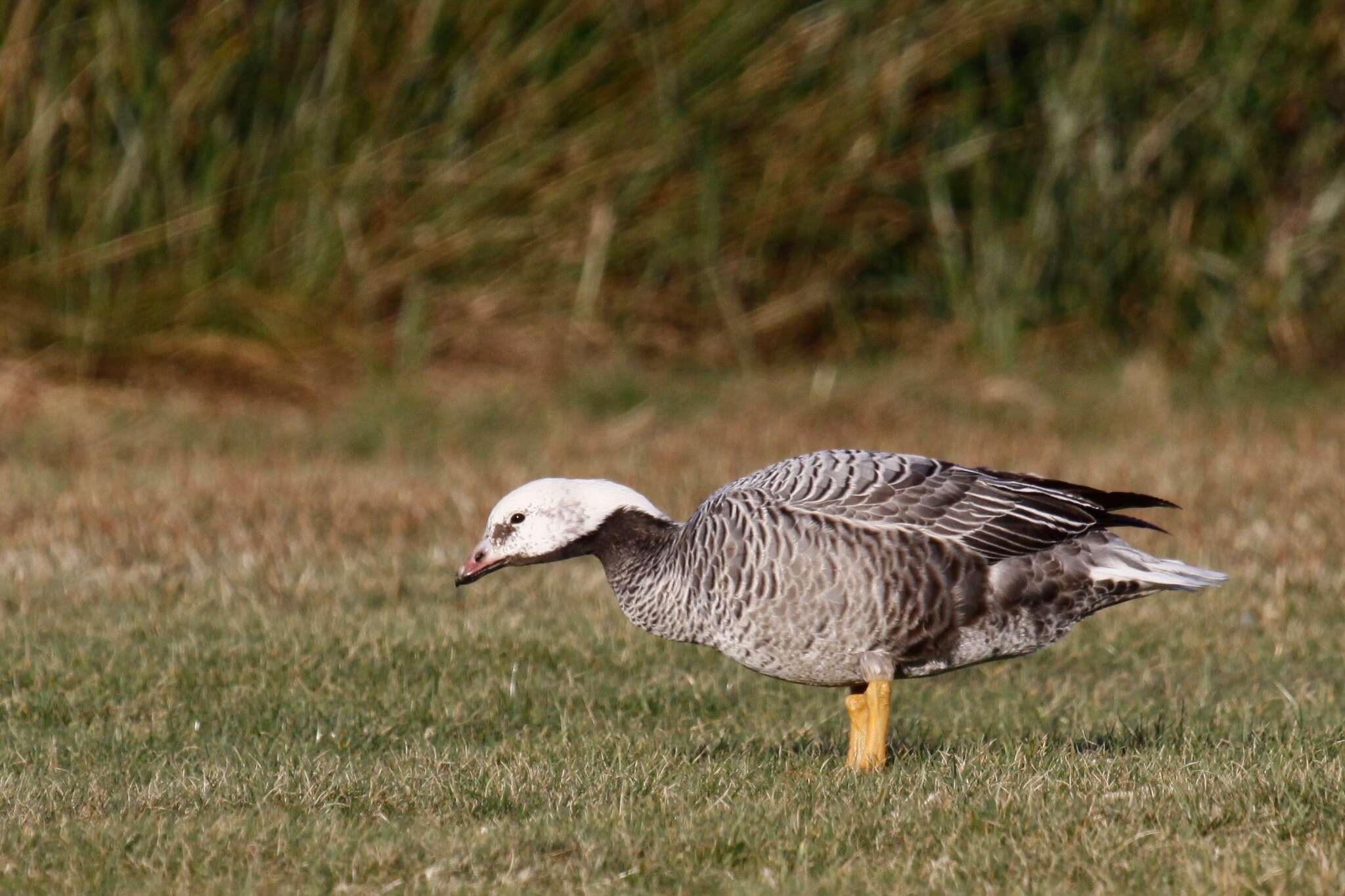 Image of Emperor Goose