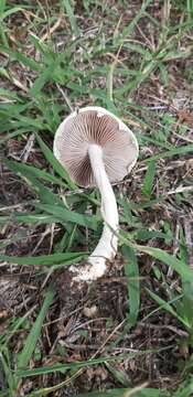 Image of Agrocybe molesta (Lasch) Singer 1978