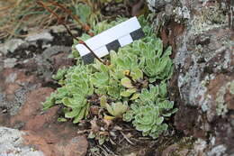 Image of Livelong Saxifrage