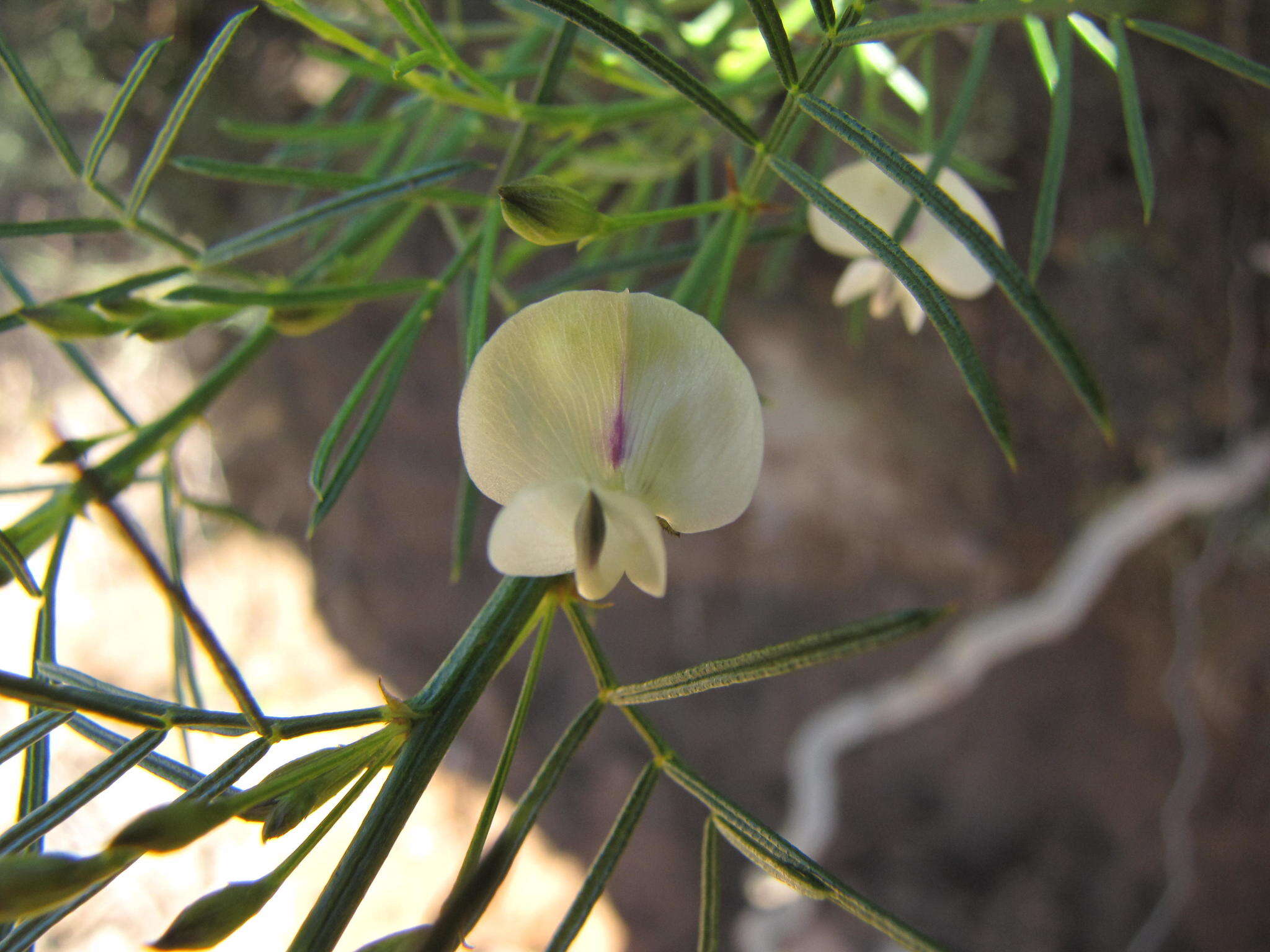 Image of <i>Psoralea margaretiflora</i>