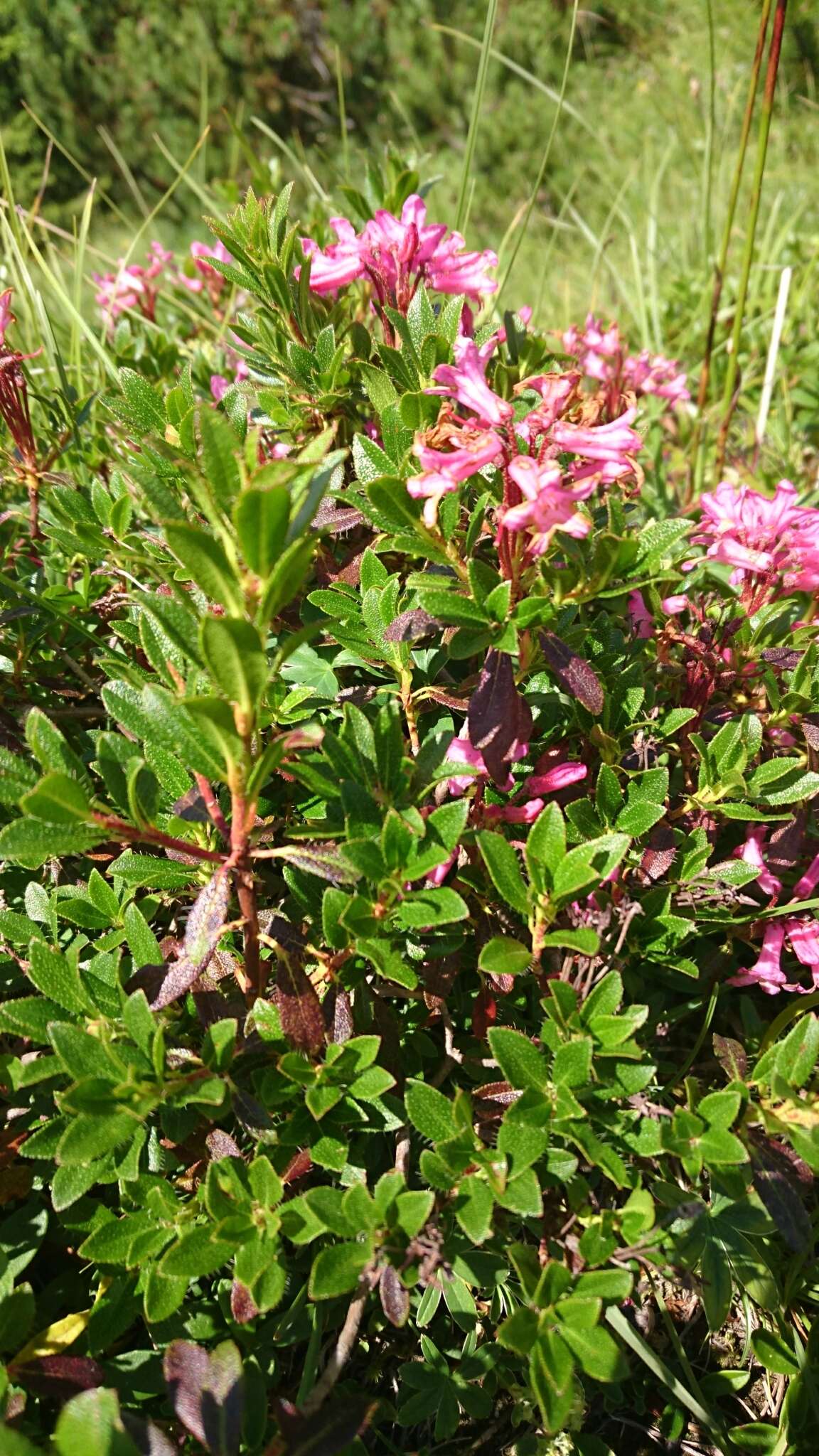 Image of Hairy Alpenrose