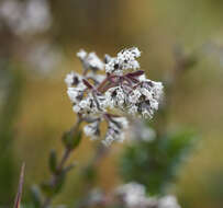 Image de Valeriana microphylla Kunth