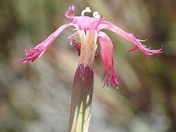 Dianthus bolusii Burtt Davy的圖片