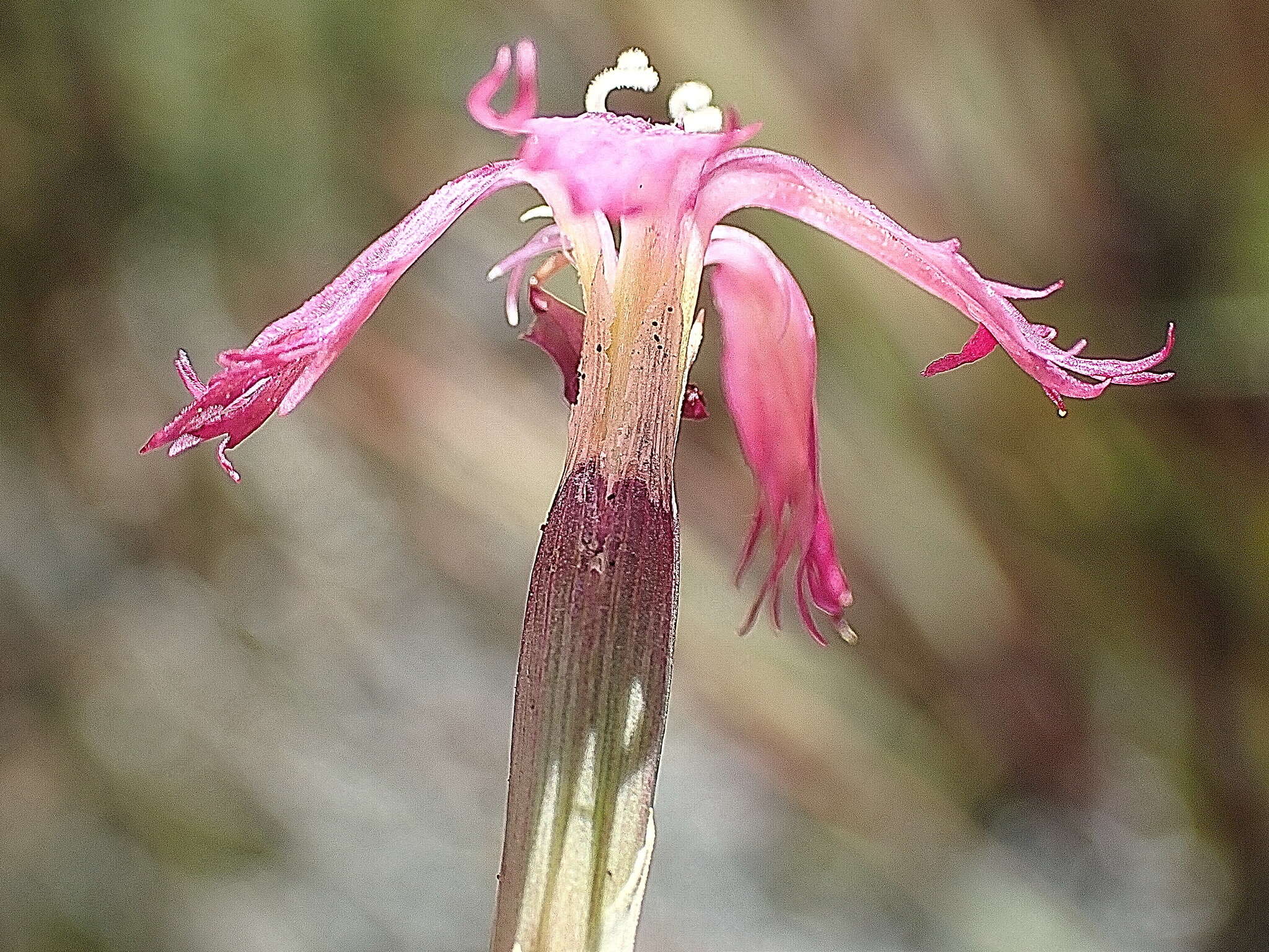 Image of Dianthus bolusii Burtt Davy