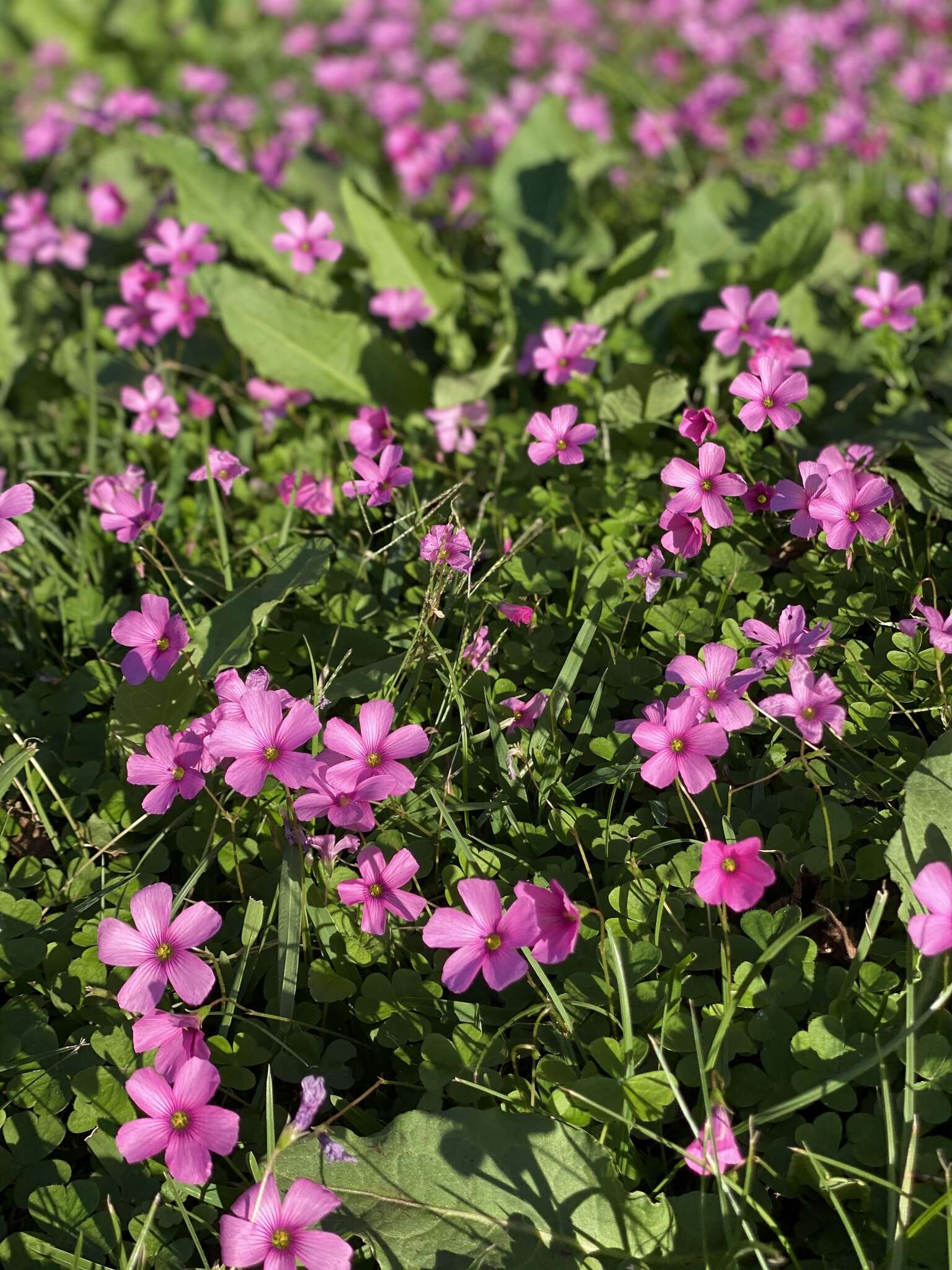 Image of Oxalis hispidula Zucc.