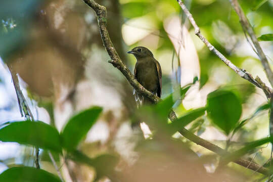 Image of Greenish Schiffornis