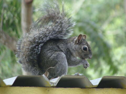 Image of Collie's Squirrel