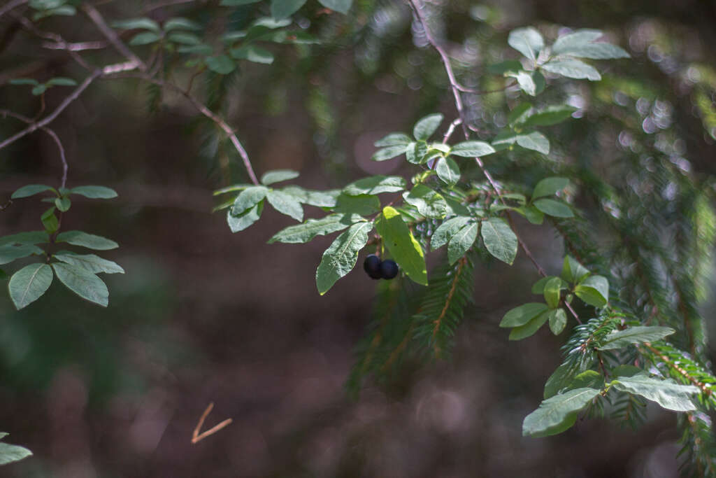 Lonicera nigra L. resmi