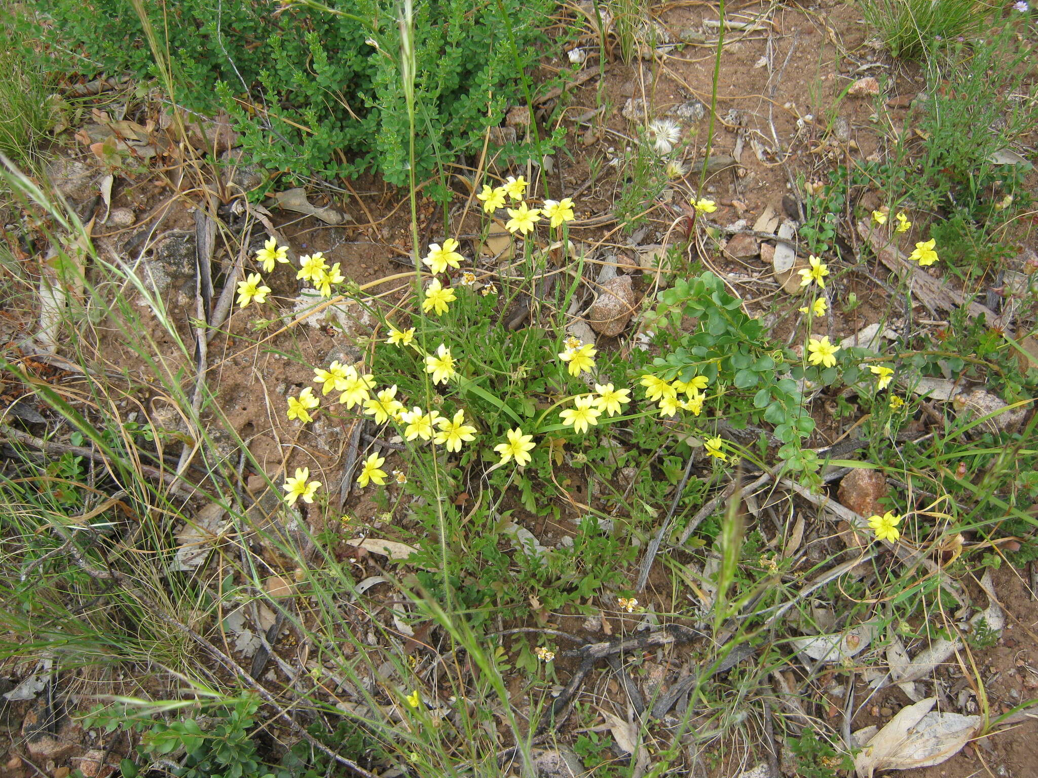 Image of Goodenia pinnatifida Schltdl.