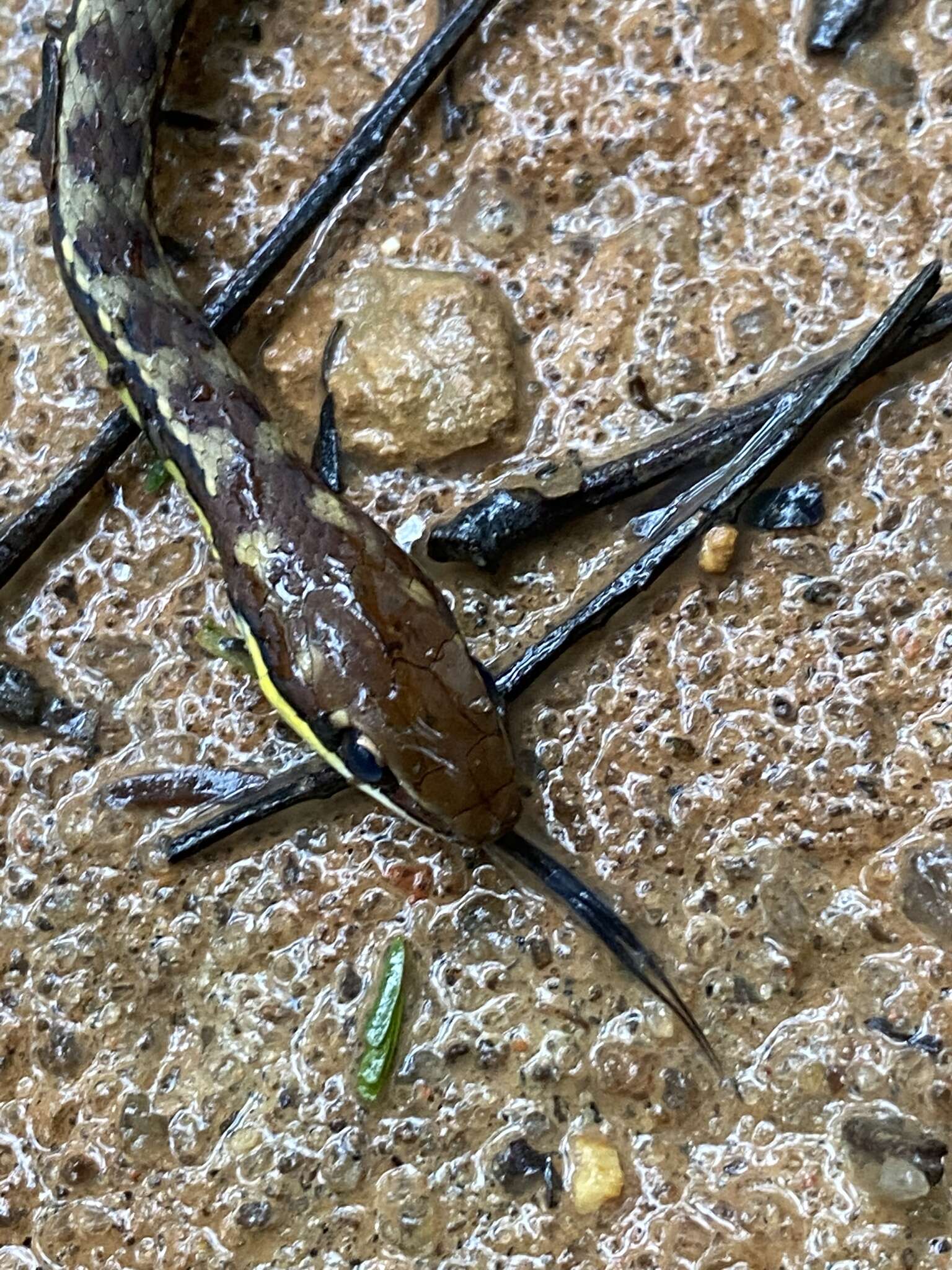 Image of Echinanthera cephalostriata Di Bernardo 1996