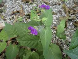 Image of Mirabilis violacea (L.) Heimerl