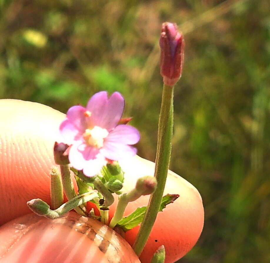 Imagem de Epilobium tetragonum L.