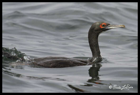 Image of Guanay Cormorant