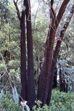 Image de Eucalyptus sideroxylon subsp. sideroxylon