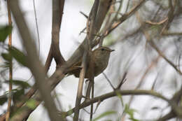 Image of Brown-flanked Bush Warbler