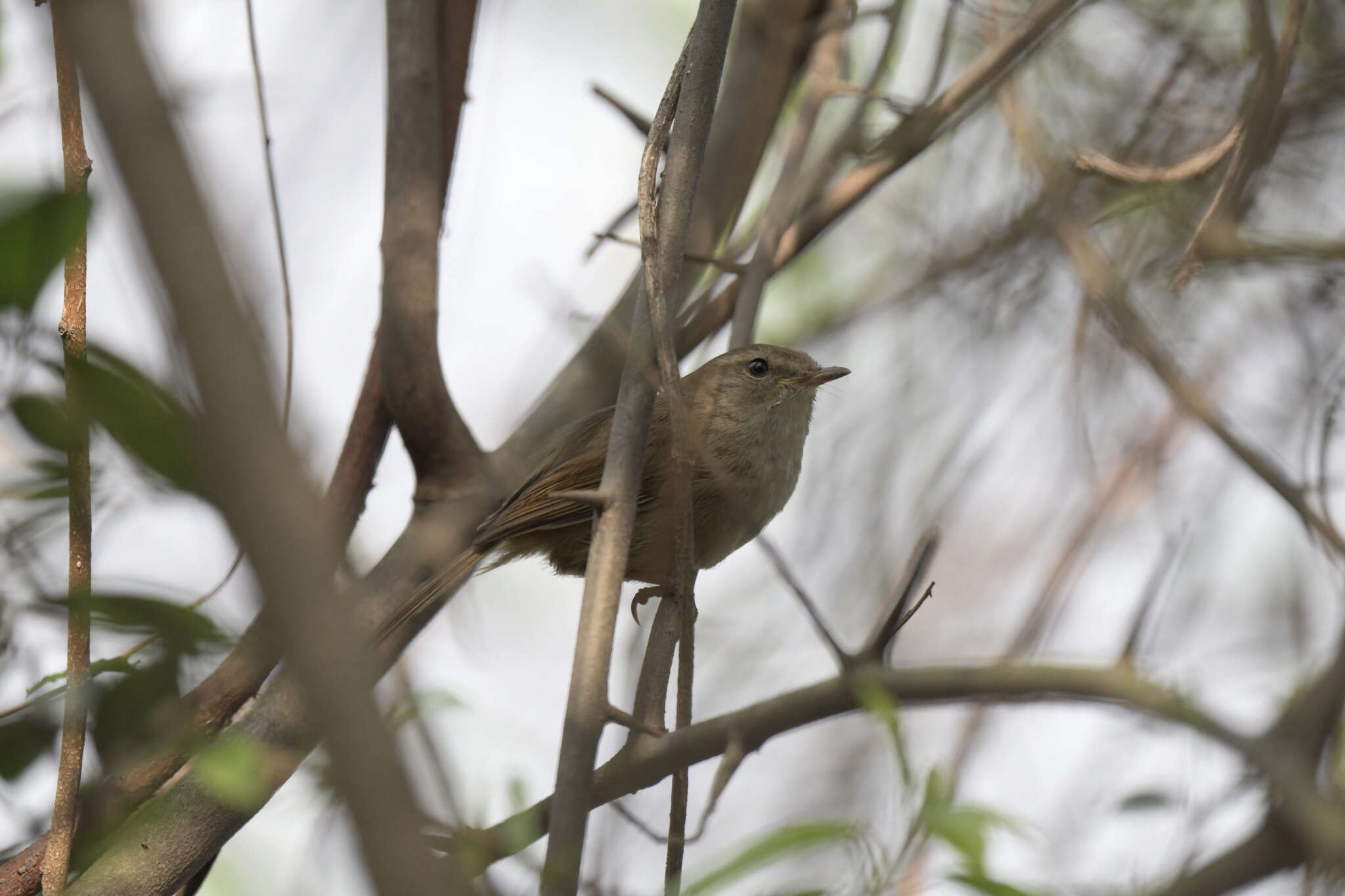 Image of Brown-flanked Bush Warbler