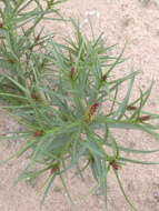 Image of Mojave toothleaf