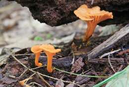 Image de Craterellus ignicolor (R. H. Petersen) Dahlman, Danell & Spatafora 2000