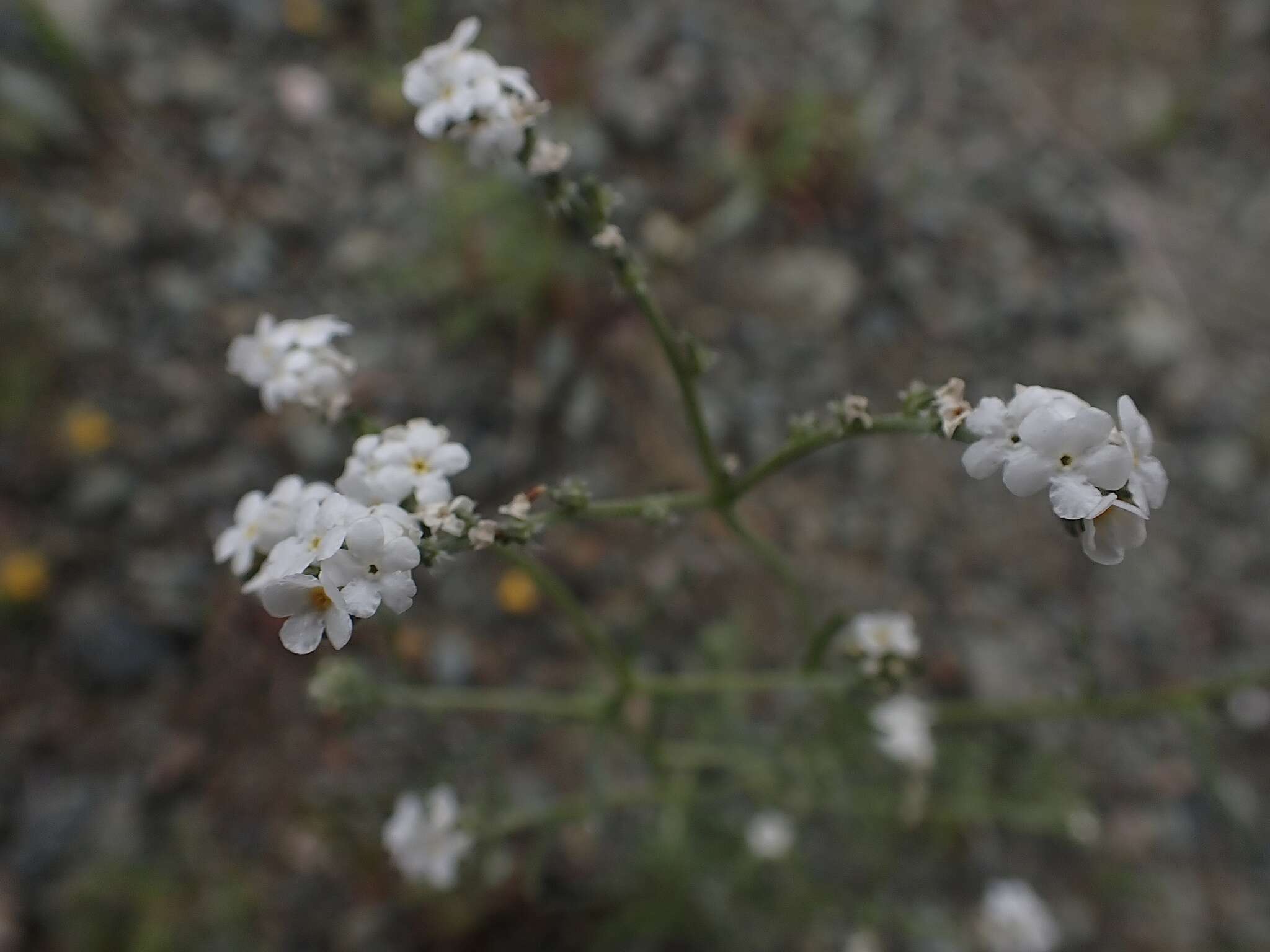 صورة Cryptantha flaccida (Dougl.) Greene