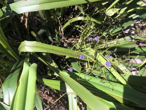 Image of Dianella brevipedunculata R. J. F. Hend.