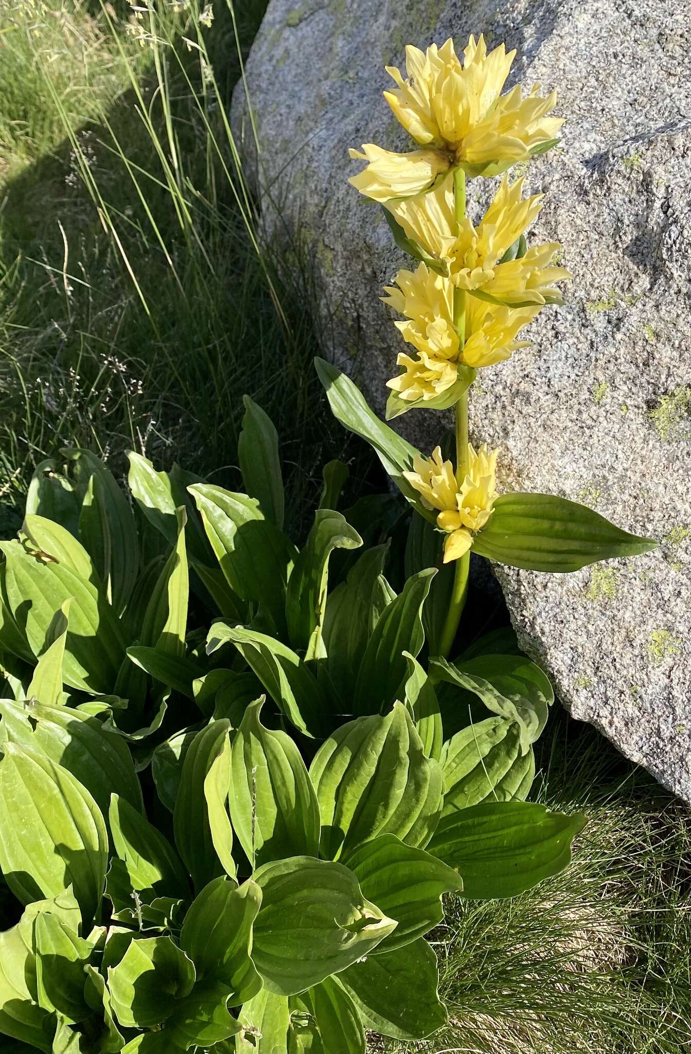 Image of Gentiana burseri subsp. burseri