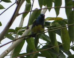 Image of Turquoise Tanager