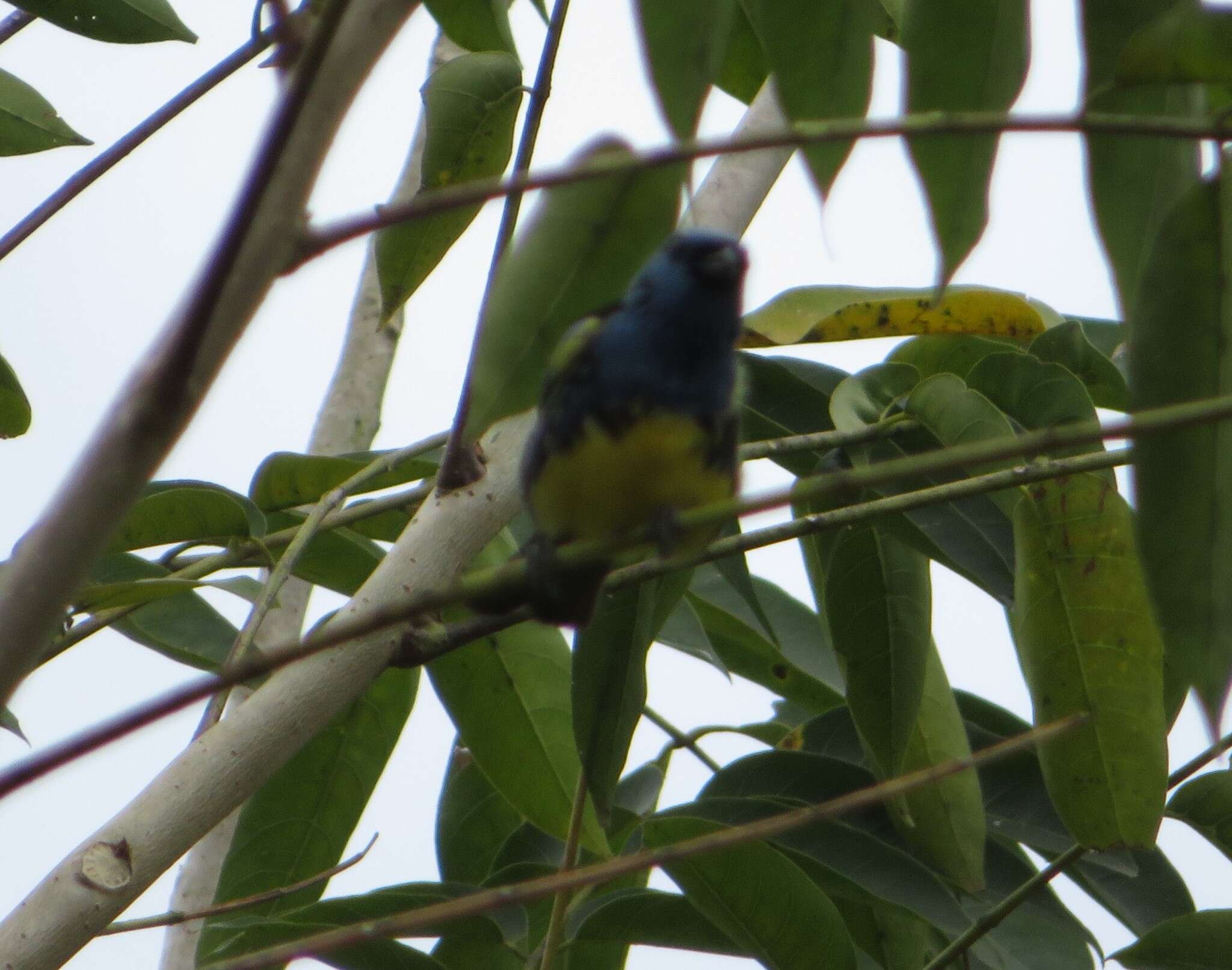 Image of Turquoise Tanager